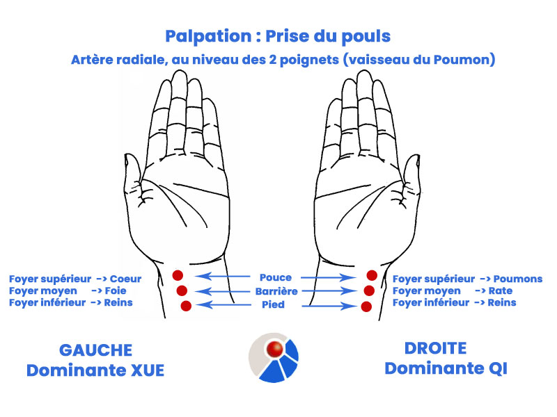 Palpation : Prise du pouls